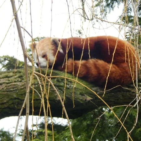 Flamingo Land - Woodlands W42 *