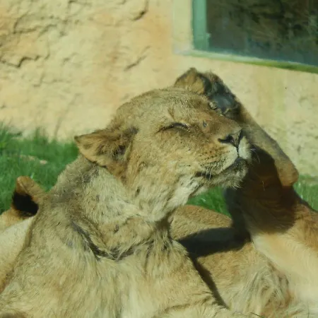 Flamingo Land - Woodlands W42 Prázdninový areál