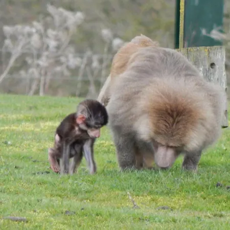 Flamingo Land - Woodlands W42 * Kirby Misperton