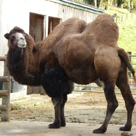 Flamingo Land - Woodlands W42 Parque de vacaciones *