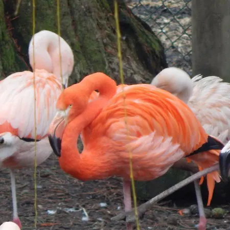 Prázdninový areál Flamingo Land - Woodlands W42 Kirby Misperton