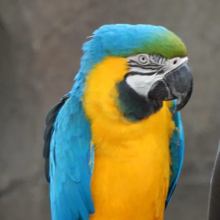 Parque de vacaciones Flamingo Land - Woodlands W42