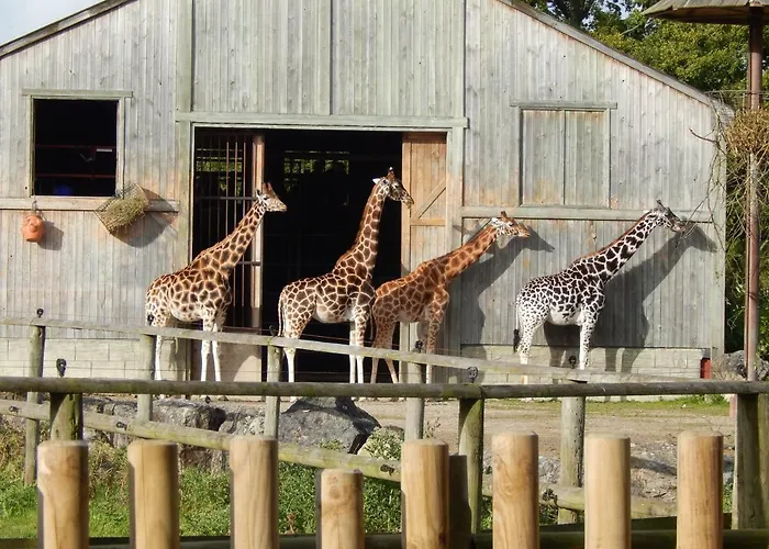 Flamingo Land - Woodlands W42 *