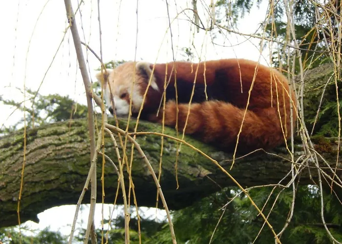 Flamingo Land - Woodlands W42 *