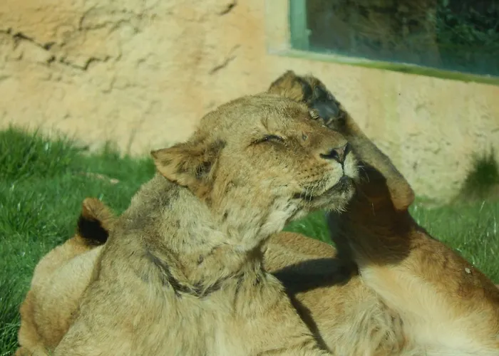 Flamingo Land - Woodlands W42 Holiday park