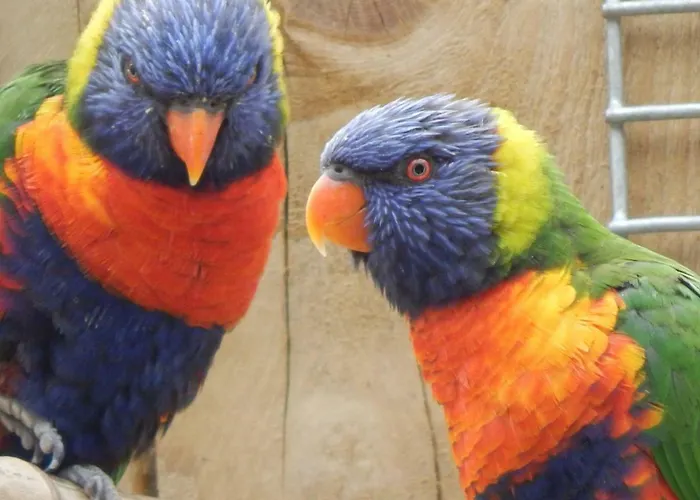 Flamingo Land - Woodlands W42 Holiday park