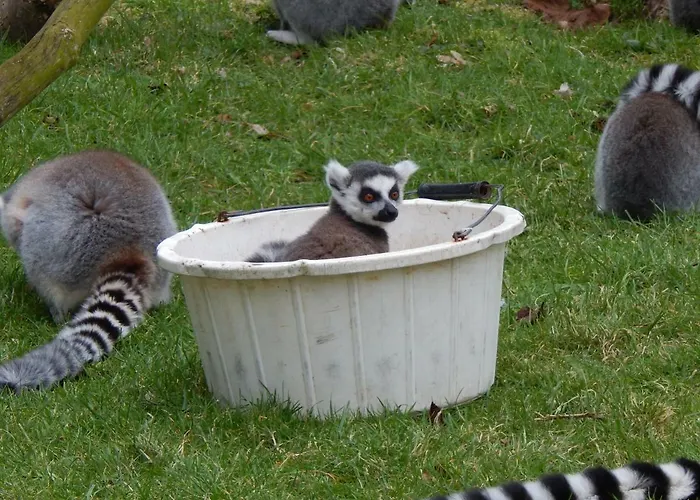 Holiday park Flamingo Land - Woodlands W42 Kirby Misperton