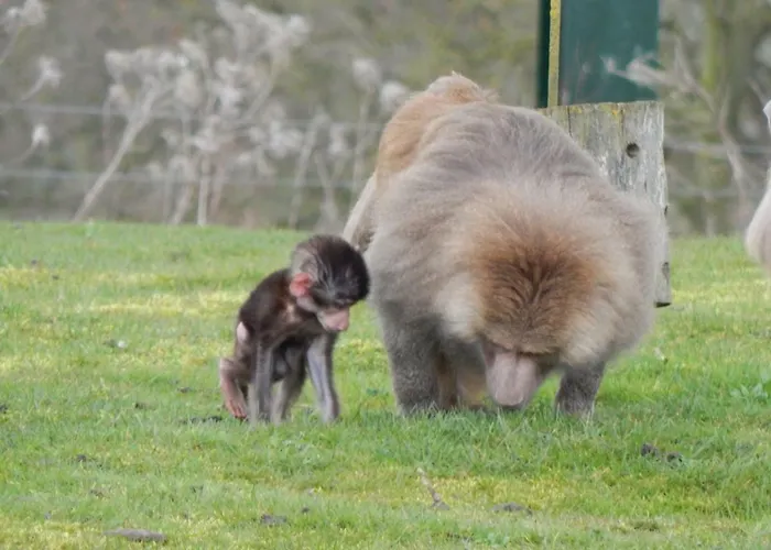 Flamingo Land - Woodlands W42 * Kirby Misperton