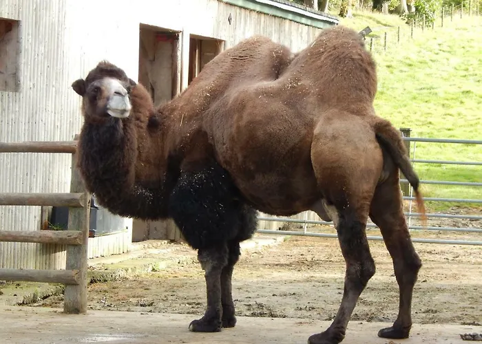 Flamingo Land - Woodlands W42 Holiday park *