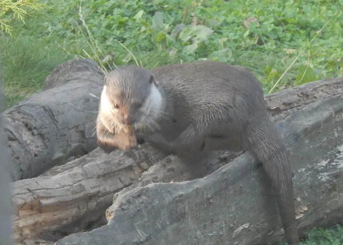 Holiday park Flamingo Land - Woodlands W42 *