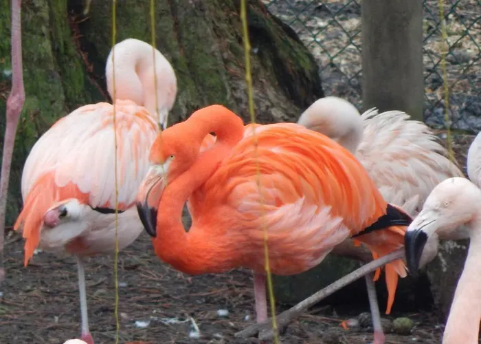 Holiday park Flamingo Land - Woodlands W42 Kirby Misperton