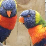 Flamingo Land - Woodlands W42 Πάρκο διακοπών