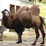 Flamingo Land - Woodlands W42 Πάρκο διακοπών *