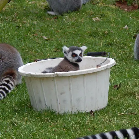 Tatil parkı Flamingo Land - Woodlands W42 Kirby Misperton