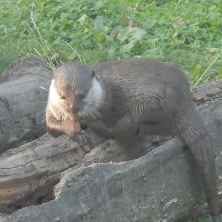 Tatil parkı Flamingo Land - Woodlands W42 *